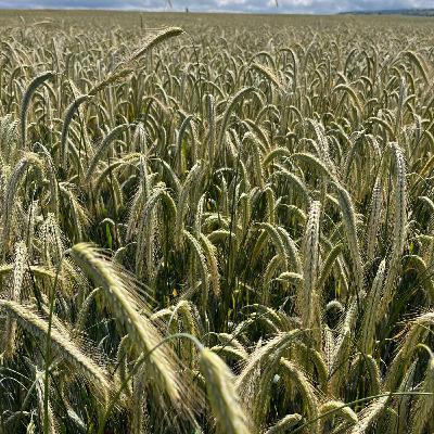 Tillage AgNav tool, growing winter rye and tackling wheat diseases – highlights from the Oak Park Open Day part 2