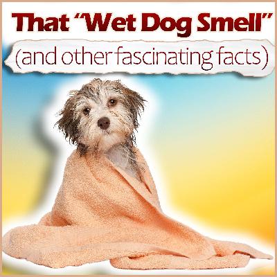 That "Wet Dog Smell" (and other fascinating facts)