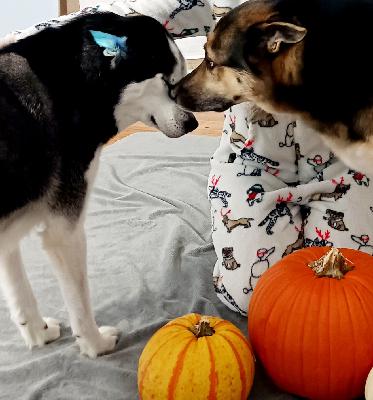 Trick Or Treat🎃🍫👻To Once Again, Take The Trick. Trick Or Treat🎃🍫👻To Once Again, Take The Trick.