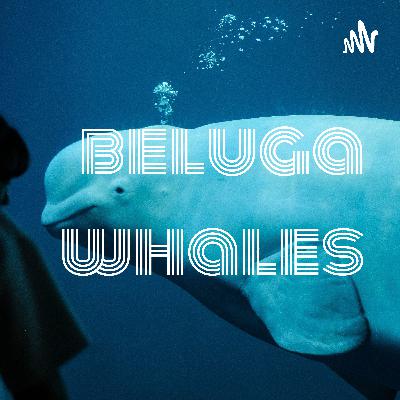 All about Beluga Whales