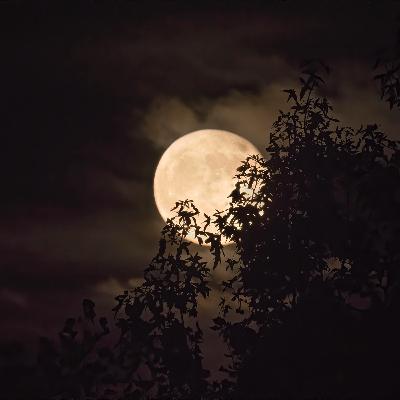 Autumn Trek - A Binaural Podcast by Lang Elliott