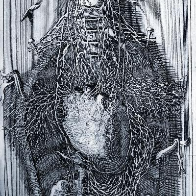 34. rész: A keringési rendszer 34. rész: A keringési rendszer