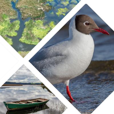 Cap. 1 - Conservación de la Naturaleza & Constitución