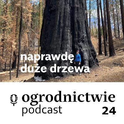 #024 naprawdę duże drzewa - o ogrodnictwie #024 naprawdę duże drzewa - o ogrodnictwie