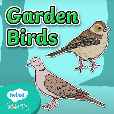 Garden Birds Quiz for Kids Part One | VIDEO EPISODE