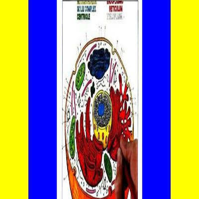 (Download Ebook) The Biology Coloring Book [Pdf Ebook Epub]