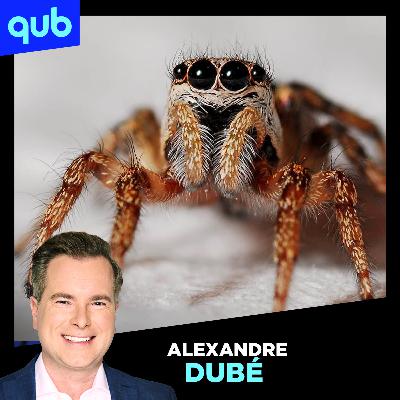 Des araignées zombies retrouvées jusqu’aux États-Unis!