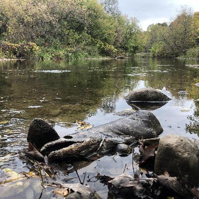 Ep. 276 : Chinook Salmon along the Credit River