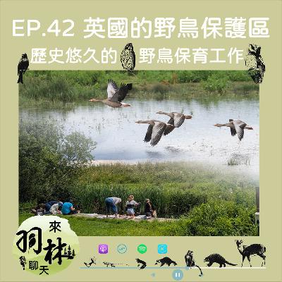 來羽林聊天 EP.42 歷史悠久的英國野鳥保育工作/保護區內居然可以抓蟲撈魚？/什麼是海鳥[湯] ft. 呂翊維 中華鳥會秘書長