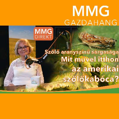 Megvédhetjük szőlőültetvényeinket a fitoplazmától? | Dula Bencéné mikológus, szőlőtermesztő | MMG (182)