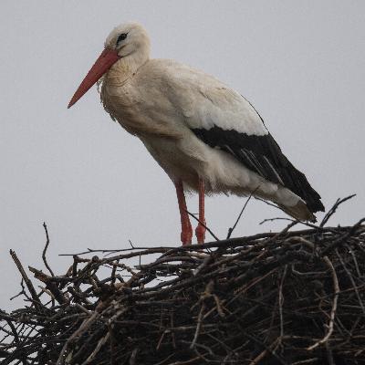 Deshalb bleiben viele Störche im Winter bei uns
