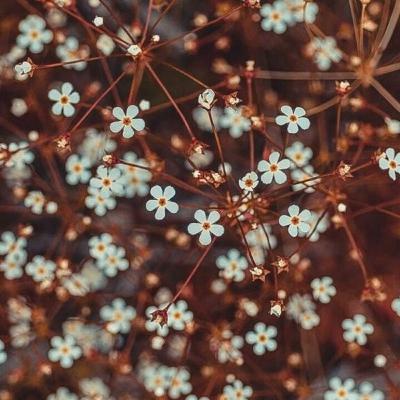 Desarrollo del lenguaje