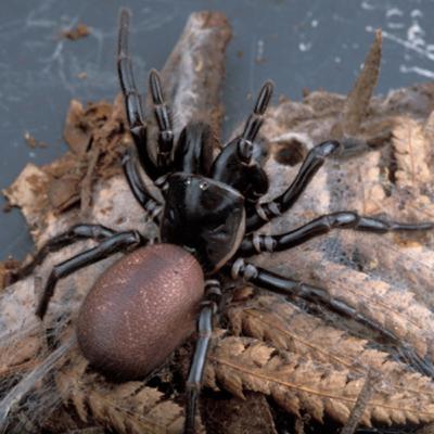 #5: Funnel web spiders are only dangerous to primates?!