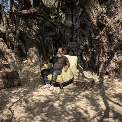 Ancient olive tree stands in defiance amid occupied West Bank violence Ancient olive tree stands in defiance amid occupied West Bank violence