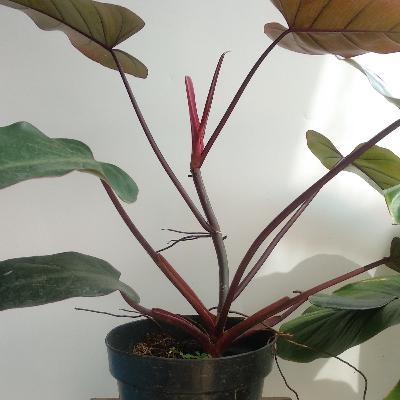 Teori diskursus dan menanggapi omongan orang yang nggak bisa dikontrol. Teori diskursus dan menanggapi omongan orang yang nggak bisa dikontrol.