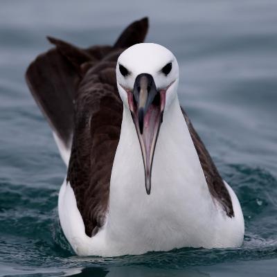 Episódio 22 - Os incríveis Procellariiformes