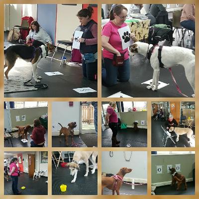 Episode 283 - canine cognitive skills and the herbal dog Episode 283 - canine cognitive skills and the herbal dog