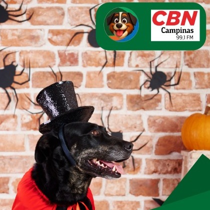 🧡🐾 HALLOWEEN PET: DIVERSÃO SEGURA PARA CÃES E GATOS