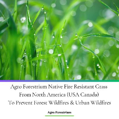 Agro Forestrium Native Fire Resistant Grass From North America (USA Canada) To Prevent Forest Wildfires & Urban Wildfires Podcast Edition Agro Forestrium Native Fire Resistant Grass From North America (USA Canada) To Prevent Forest Wildfires & Urban Wildfires Podcast Edition