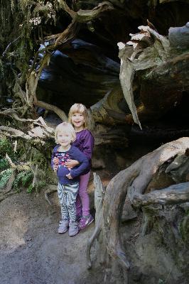 Cedar Spelunking
