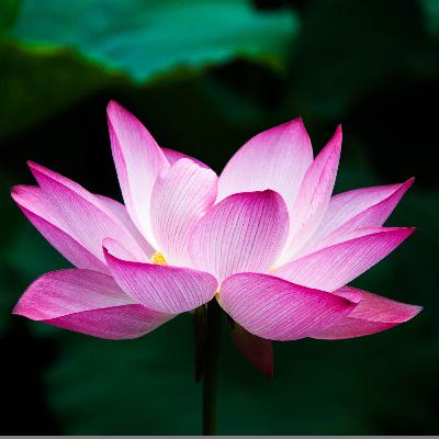 Introductie Zelfcompassie - Zelfzorg