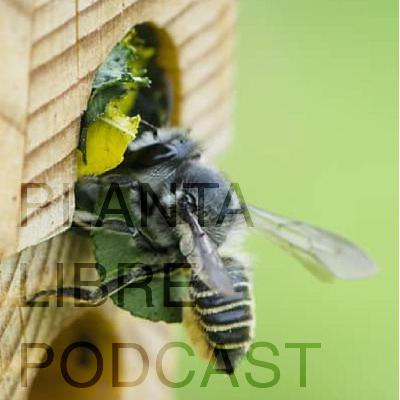 #201 Refugio Bees con Gabriel Calvillo #201 Refugio Bees con Gabriel Calvillo