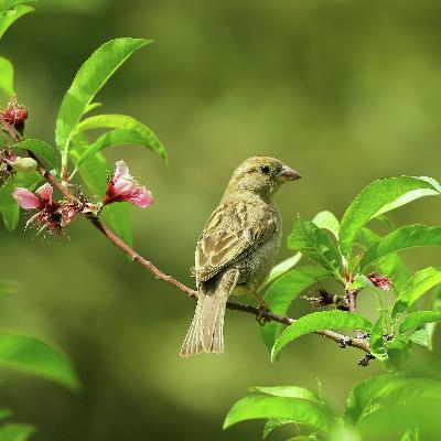 Just Wondering: Is it okay to feed birds? Just Wondering: Is it okay to feed birds?