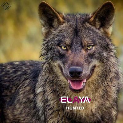 ELAYA - HUNTED (KP RECORDINGS)
