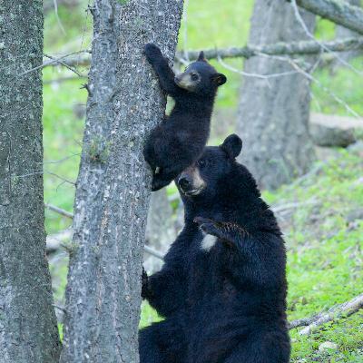 Battling Bears To Protect The Hive