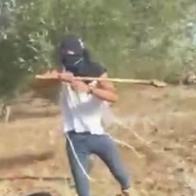 Palestinian woman attacked by Israeli settler while harvesting olives