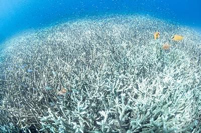 International community prepares to tackle marine life extinction threat