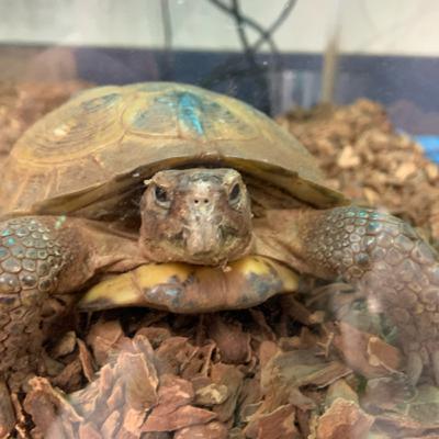 The Origin of Life on Earth: A Speculative Conjecture The Origin of Life on Earth: A Speculative Conjecture