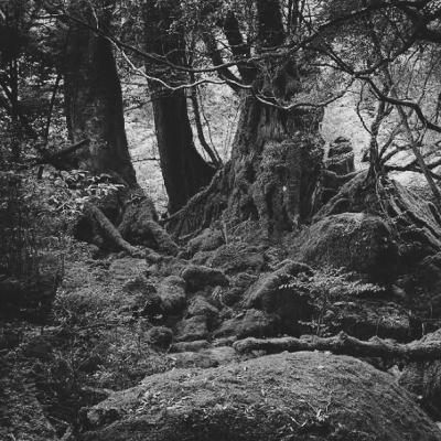 Eps 5 - Tips bertahan hidup ditengah Hutan