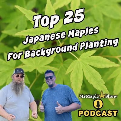 Top 25 Japanese Maples That Transform Background Landscapes | MrMaple Show Podcast