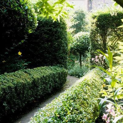 Gardening:  Planting new hedges Gardening:  Planting new hedges