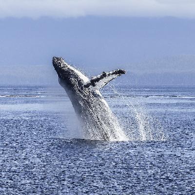Australia's inspiring 'humpback comeback' and why krill need protection