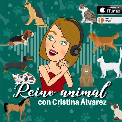 Santiago Camacho, (DEX), animales extraños, un loro, un hombre y un perro Santiago Camacho, (DEX), animales extraños, un loro, un hombre y un perro