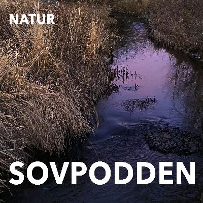 36. Kväll vid åkerdiket som rinner genom vassen 36. Kväll vid åkerdiket som rinner genom vassen