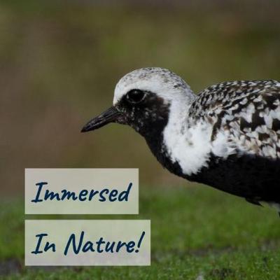 Spring in the wetland (la primavera por el humedal) - 10 hours of birdsong in a Montana cattail marsh - los cantos de las aves por los tules de Montana