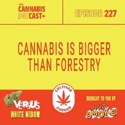 Cannabis is bigger than forestry