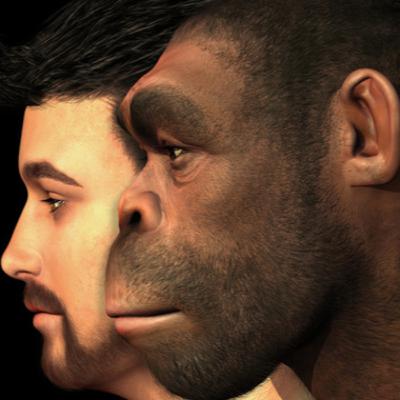 El proceso de la hominización