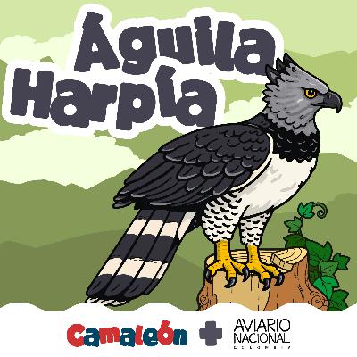 Águila Harpía: Fuerza en lo más alto Águila Harpía: Fuerza en lo más alto