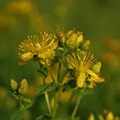 The Bittersweet Effects of St John's Wort