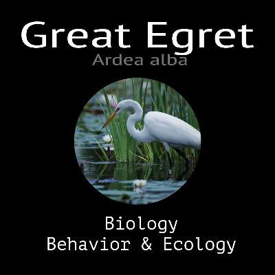 Great Egret - Biology, Behavior and Ecology