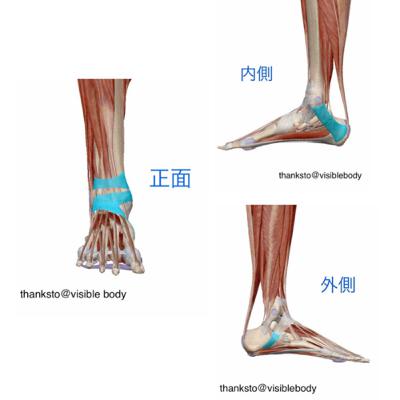 【足首の動きが激変】足関節支帯ほぐしのすすめ