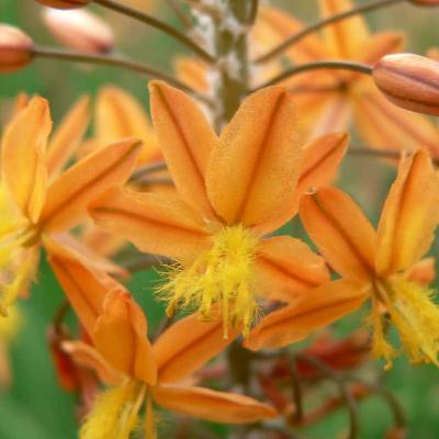 South African Succulents Predict Weather to Maximise Pollination Success
