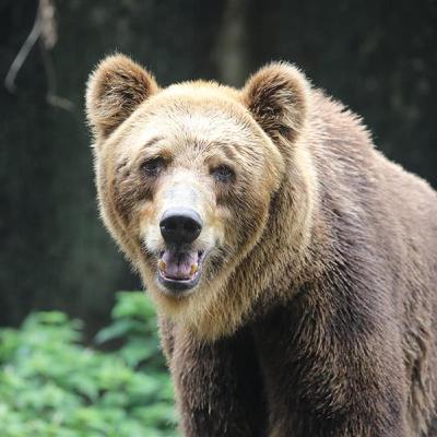 Uomo e orso: prove di coesistenza Uomo e orso: prove di coesistenza
