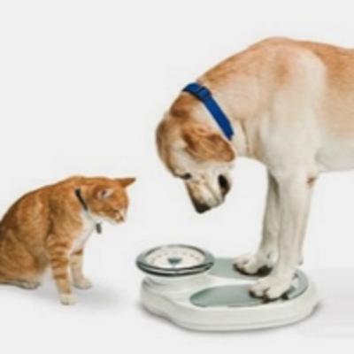 Papo Sobre Pets – Pesquisa aponta que 60% dos cães e gatos estão obesos no mundo