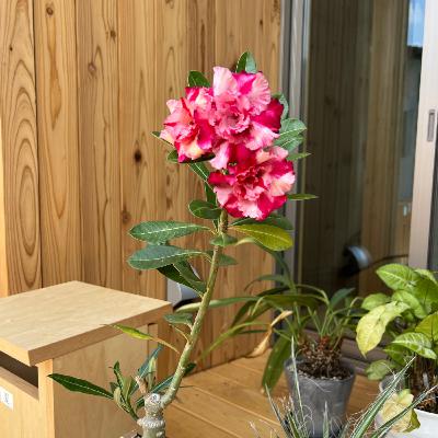 441.俺たちの植物自慢(ゲストあり) 441.俺たちの植物自慢(ゲストあり)