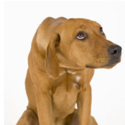 CACHORRO SABE QUANDO FEZ ALGO ERRADO?